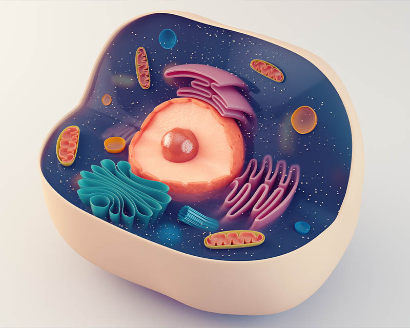 Animal Cell Models: Exploring the Cornerstones of Life