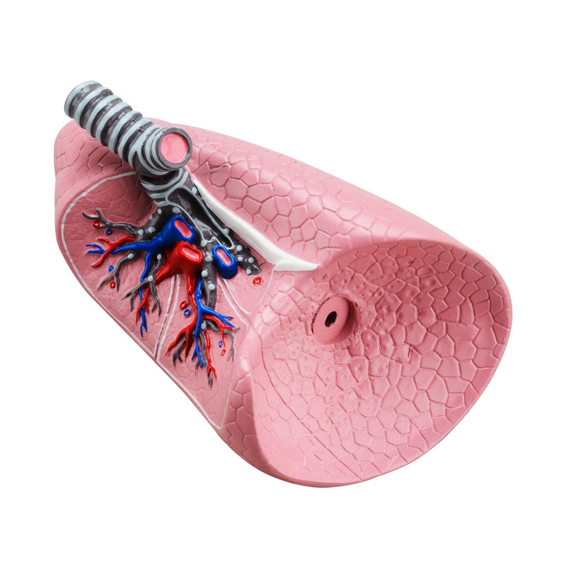 Left lung with bronchial model