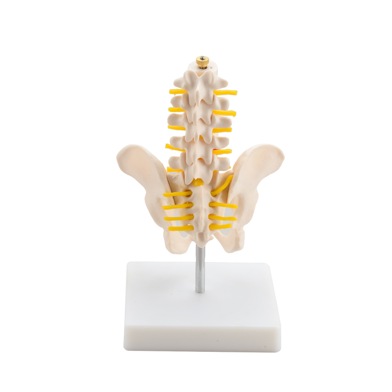 Natural pelvic bone model with five lumbar vertebrae model mini version of spine