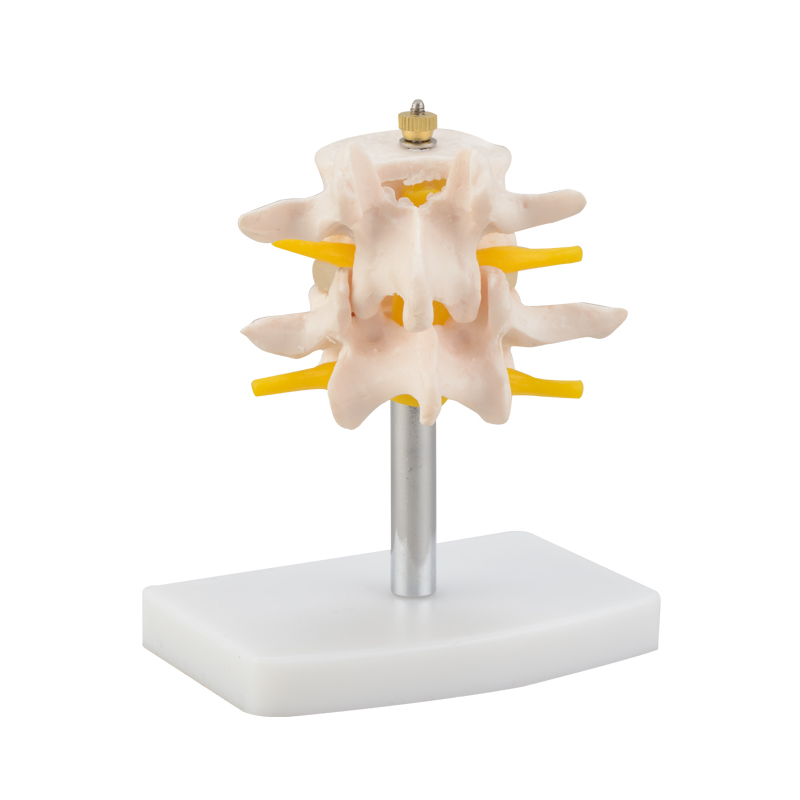 Natural lumbar spine model (two sections)