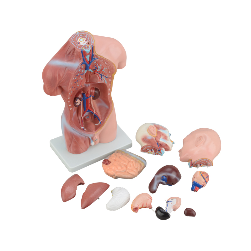 42cm Male Trunk Model 13 Parts