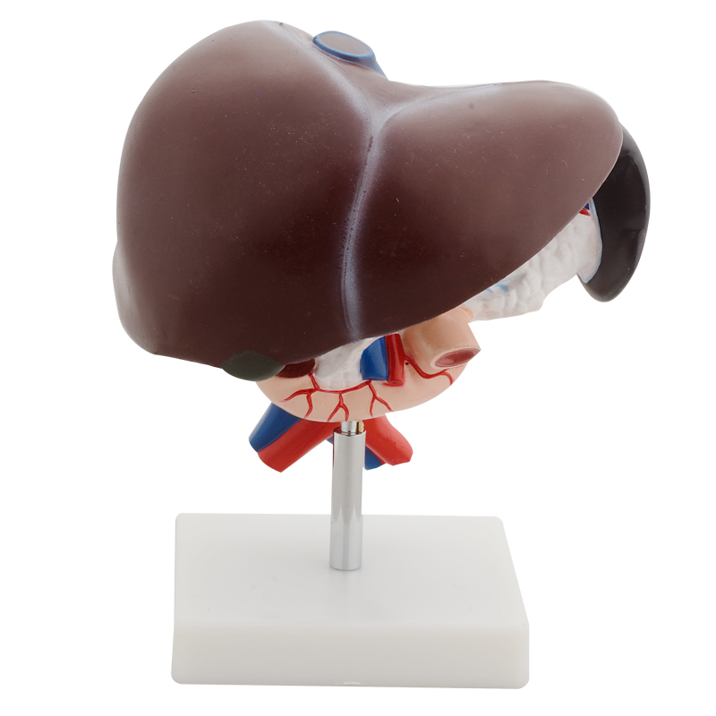 Hepatopancreaticoduodenal model